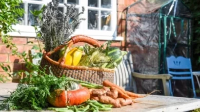 Photo of Лунный календарь дачника, садовода и огородника на 2026 год. Сентябрь