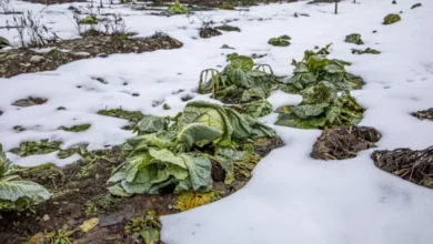 Photo of Лайфхак от агронома. Оставляю кочерыжки капусты в грядке на зиму и не жалею