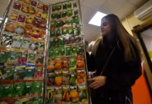 Photo of Мифы и правда. На что обращать внимание огородникам при выборе семян