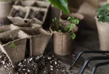 Photo of Забота о новом урожае. В декабре стартует сезон рассады томатов