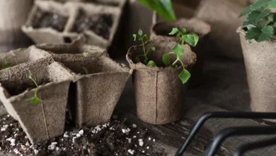 Photo of Забота о новом урожае. В декабре стартует сезон рассады томатов