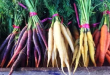 Photo of Подзимний посев. Главные правила и проверенные временем сорта моркови