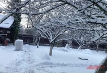 Photo of Лунный календарь дачника, садовода и огородника на 2026 год. Февраль