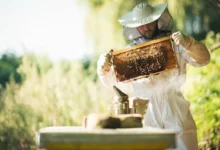 Photo of Без пчёл и рабсилы. Дачников ждут новые запреты с 1 сентября