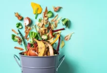 Photo of Только не оливье! Что отправить в компост после новогоднего застолья